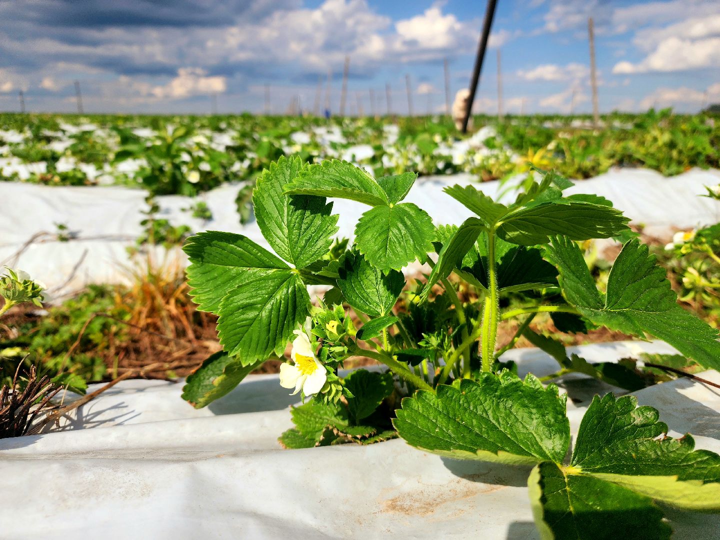 пущино, серпухов, агротуризм, фермеры,