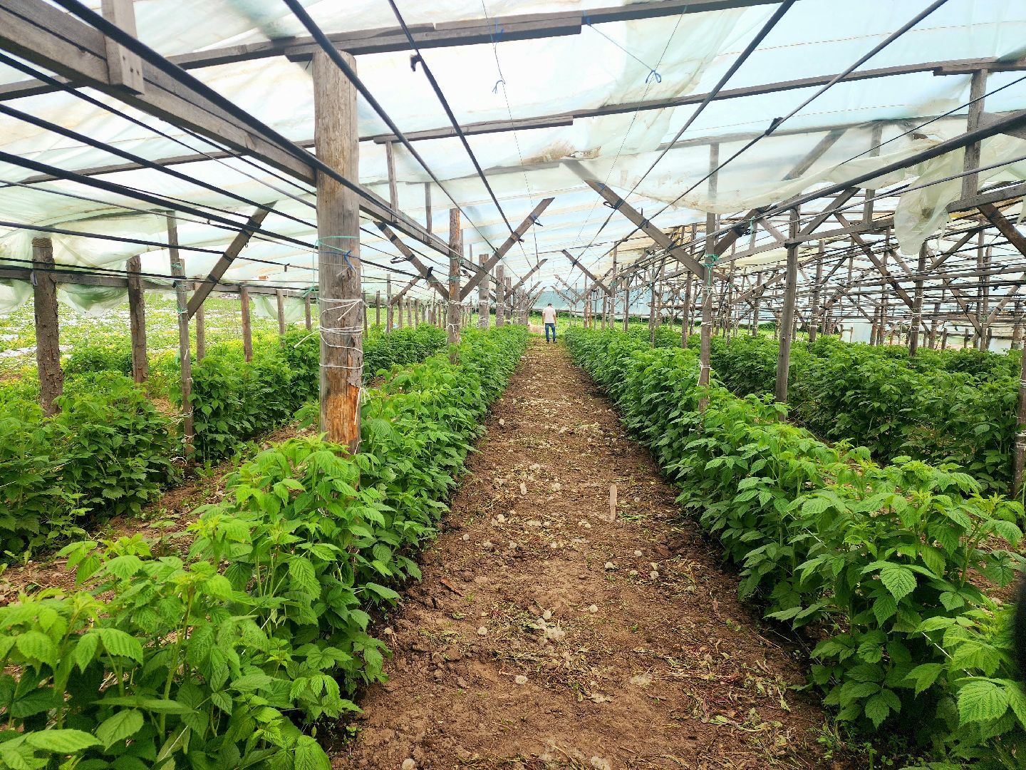 пущино, серпухов, агротуризм, фермеры,