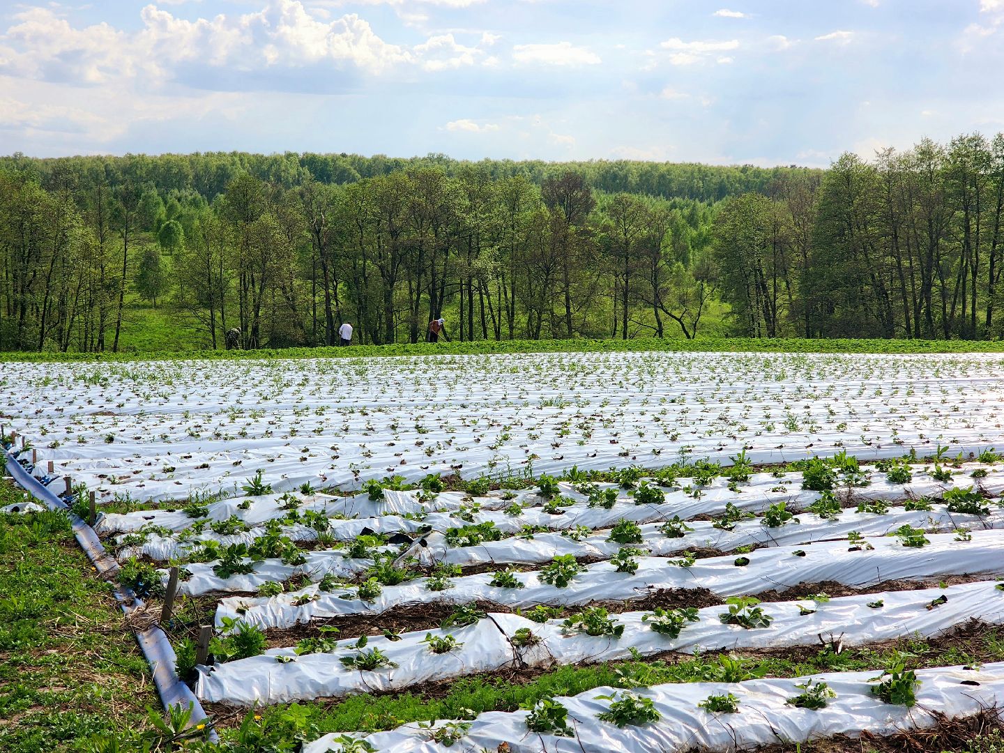 пущино, серпухов, агротуризм, фермеры,
