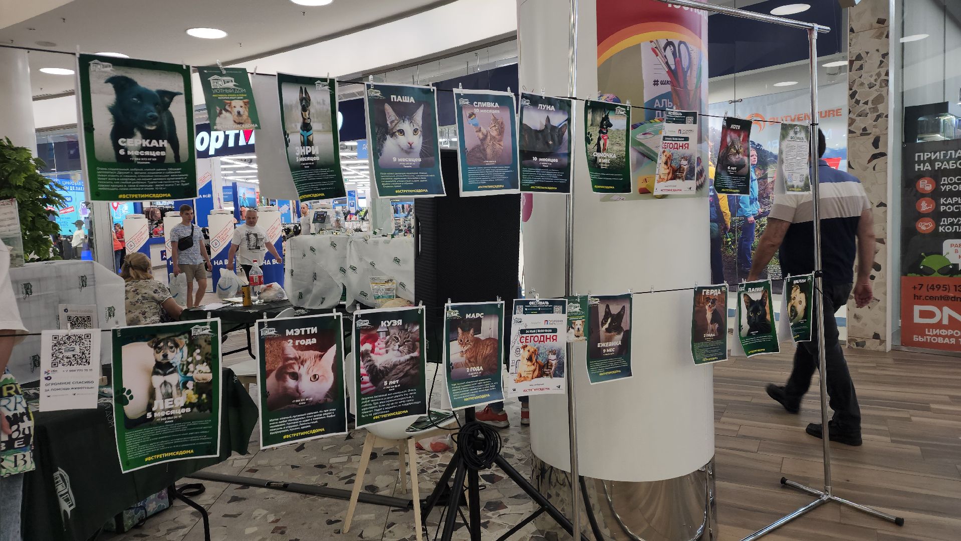 пушкино, пушкино парк,бездомные животные, пристройство,кедры,собаки,кошки,дом доброты,