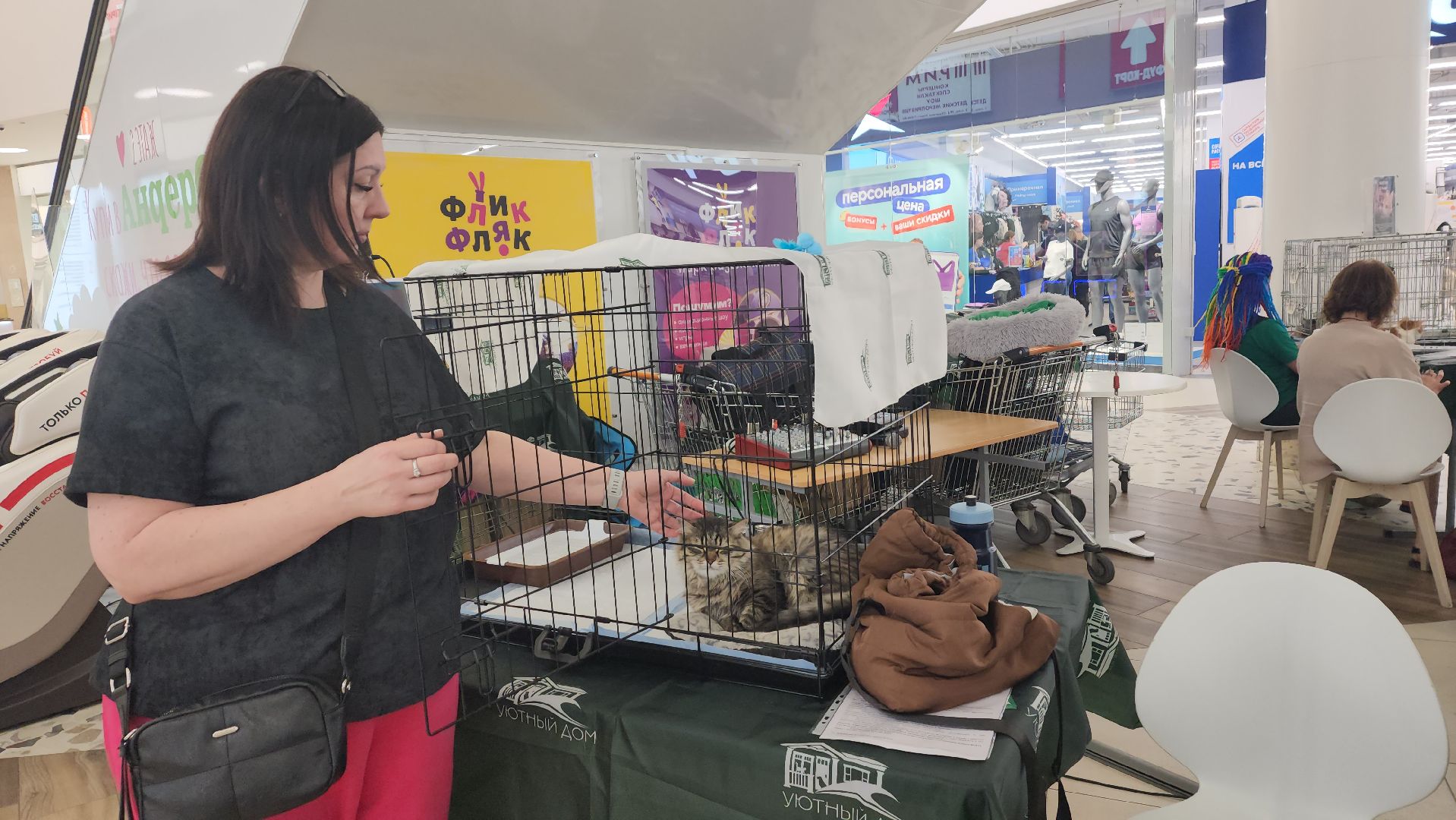 пушкино, пушкино парк,бездомные животные, пристройство,кедры,собаки,кошки,дом доброты,