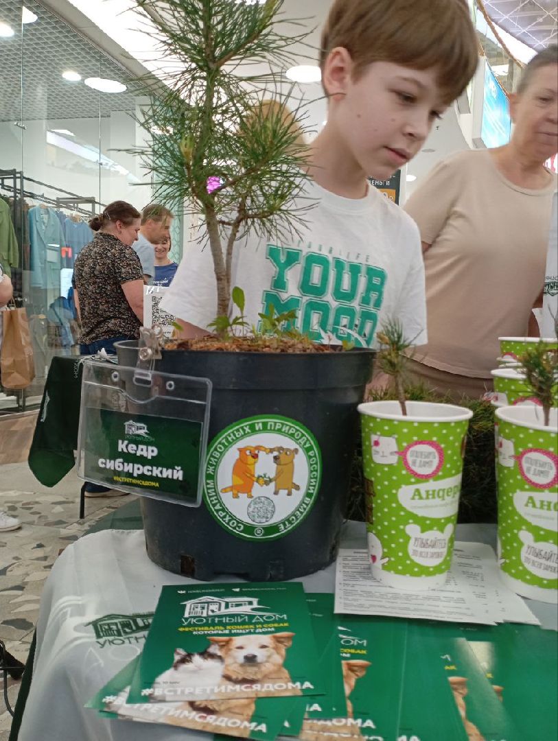 пушкино, пушкино парк,бездомные животные, пристройство,кедры,собаки,кошки,дом доброты,