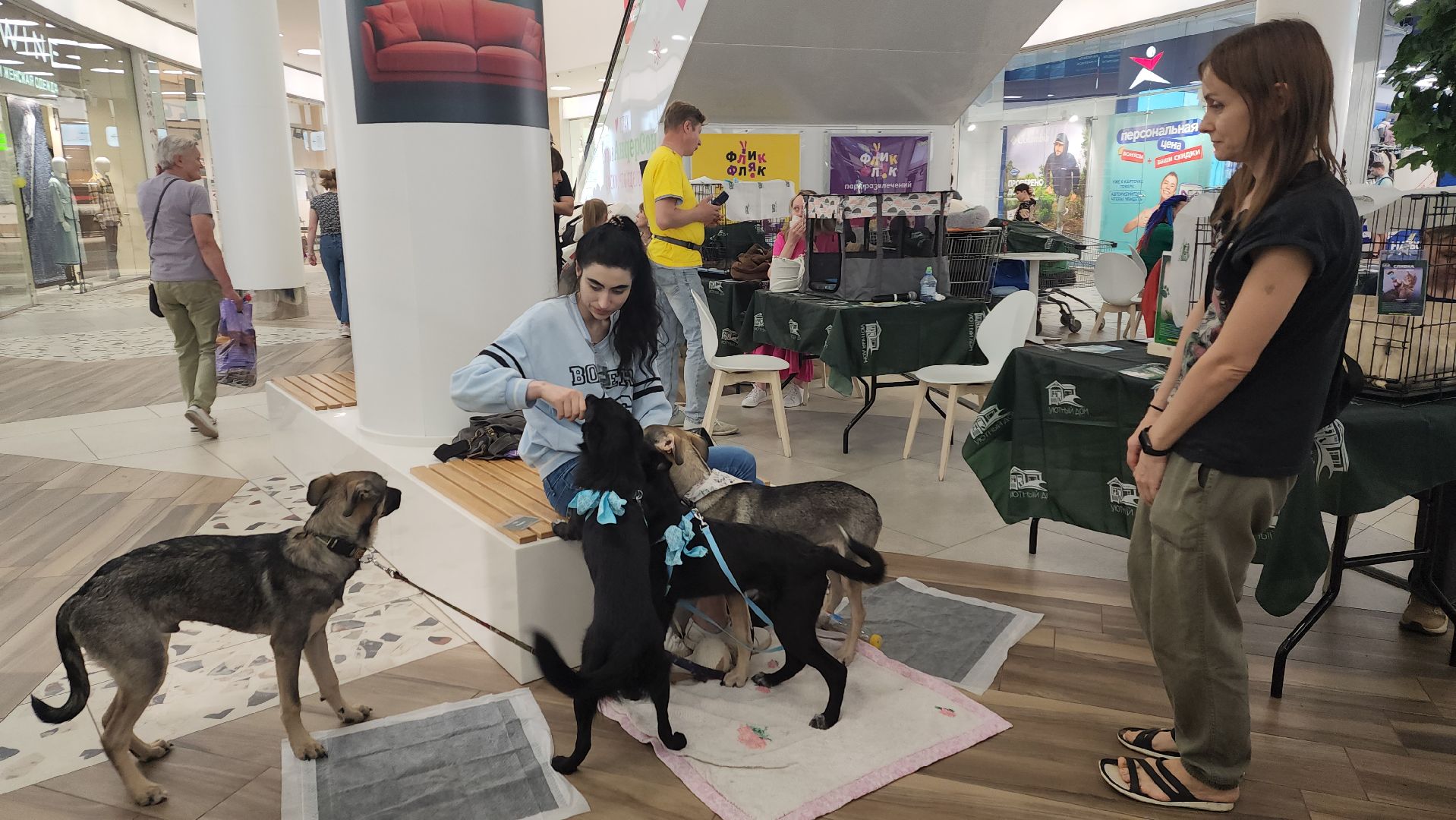 пушкино, пушкино парк,бездомные животные, пристройство,кедры,собаки,кошки,дом доброты,