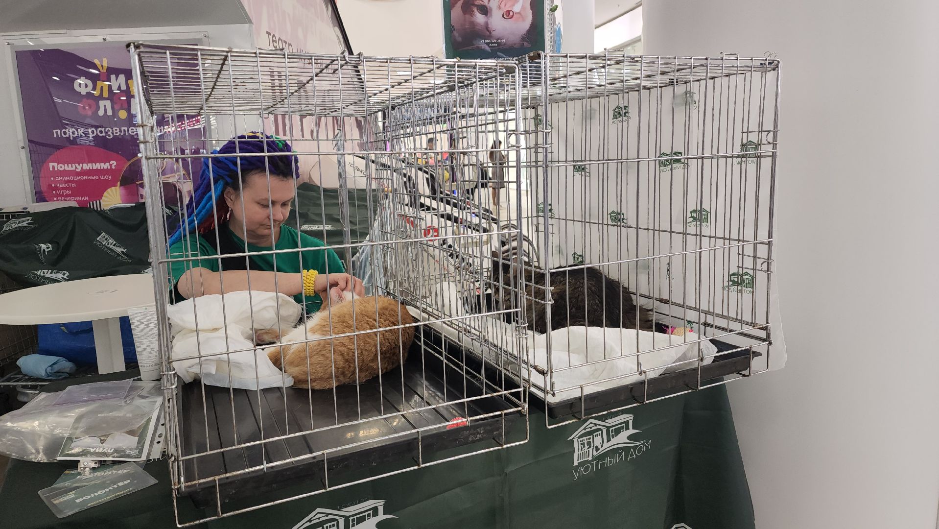 пушкино, пушкино парк,бездомные животные, пристройство,кедры,собаки,кошки,дом доброты,