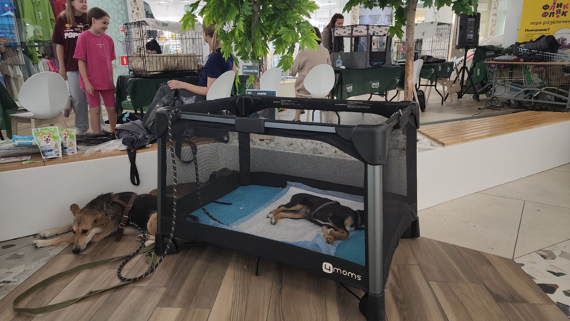 пушкино, пушкино парк,бездомные животные, пристройство,кедры,собаки,кошки,дом доброты,