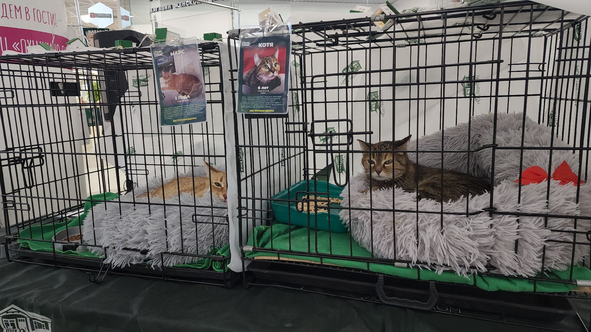 пушкино, пушкино парк,бездомные животные, пристройство,кедры,собаки,кошки,дом доброты,