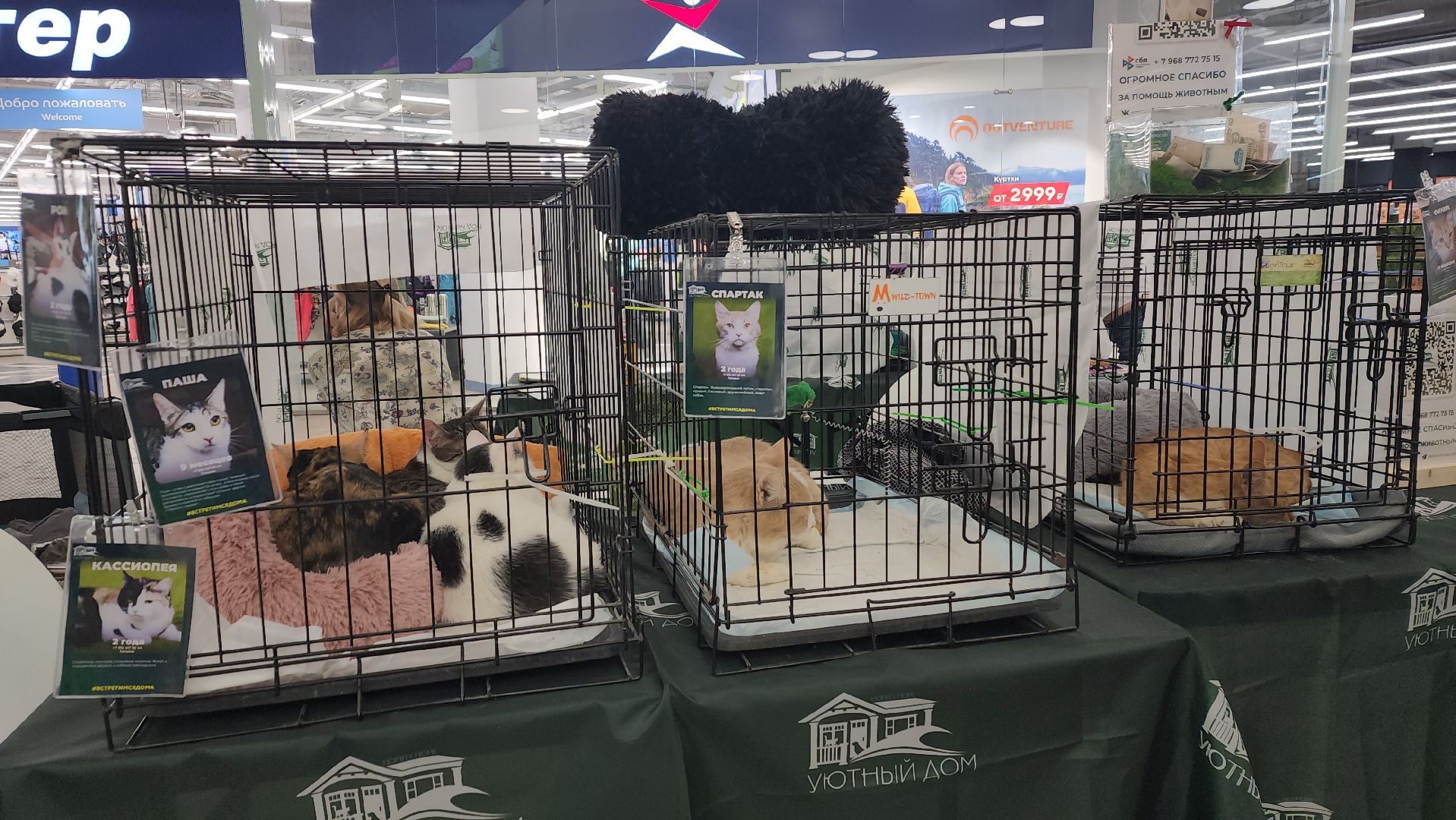 пушкино, пушкино парк,бездомные животные, пристройство,кедры,собаки,кошки,дом доброты,