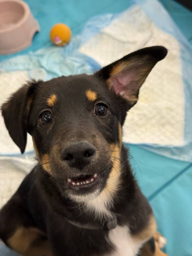 пушкино, пушкино парк,бездомные животные, пристройство,кедры,собаки,кошки,дом доброты,