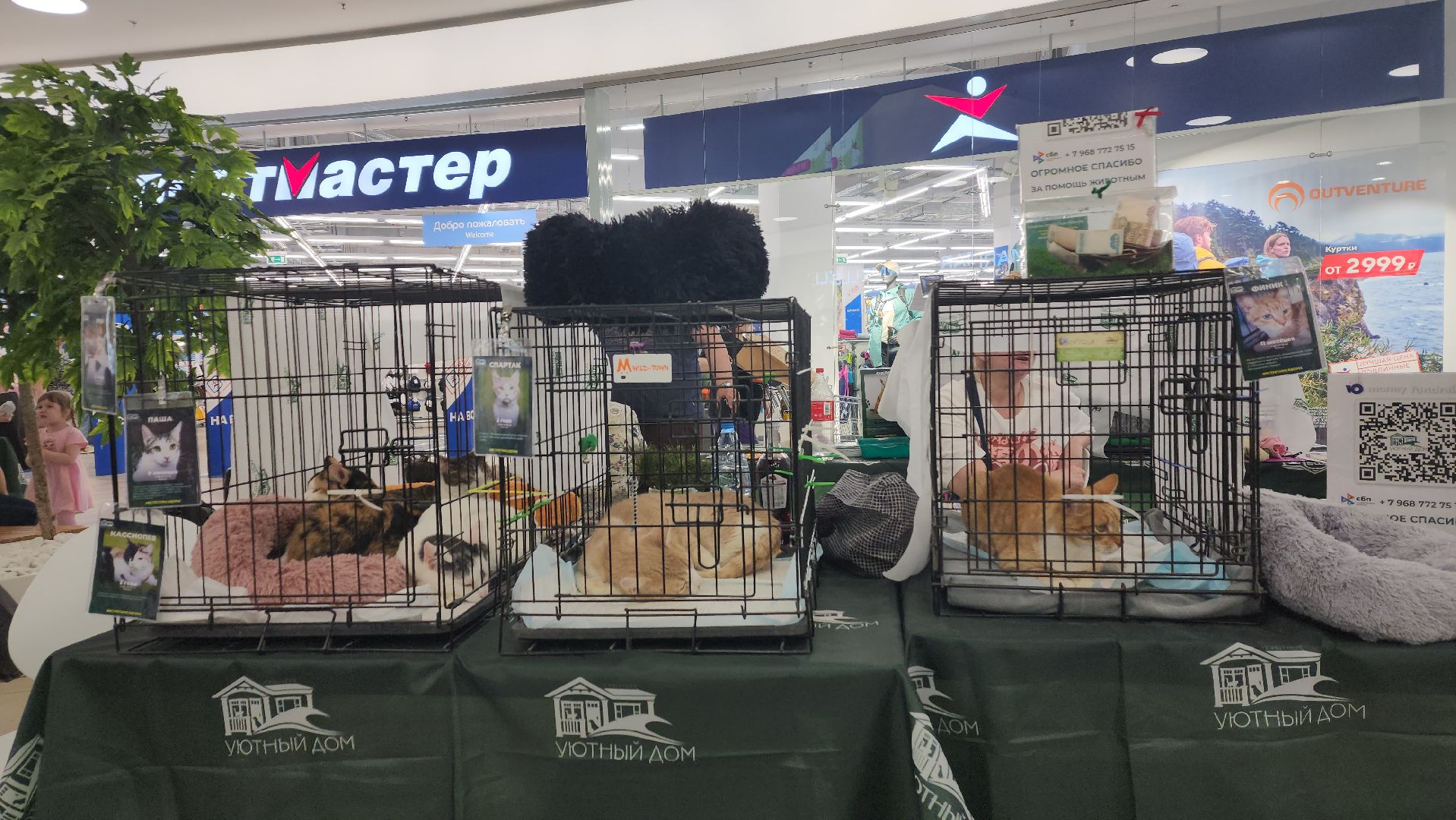 пушкино, пушкино парк,бездомные животные, пристройство,кедры,собаки,кошки,дом доброты,