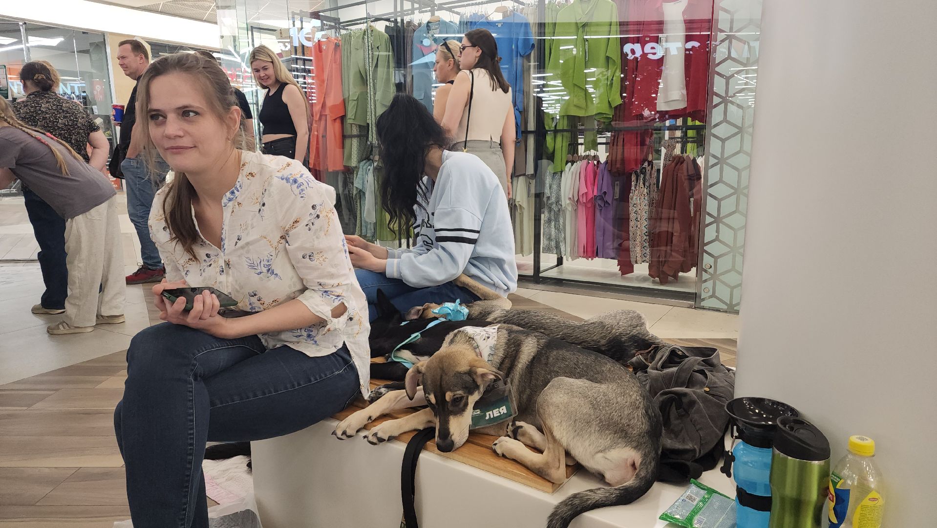 пушкино, пушкино парк,бездомные животные, пристройство,кедры,собаки,кошки,дом доброты,