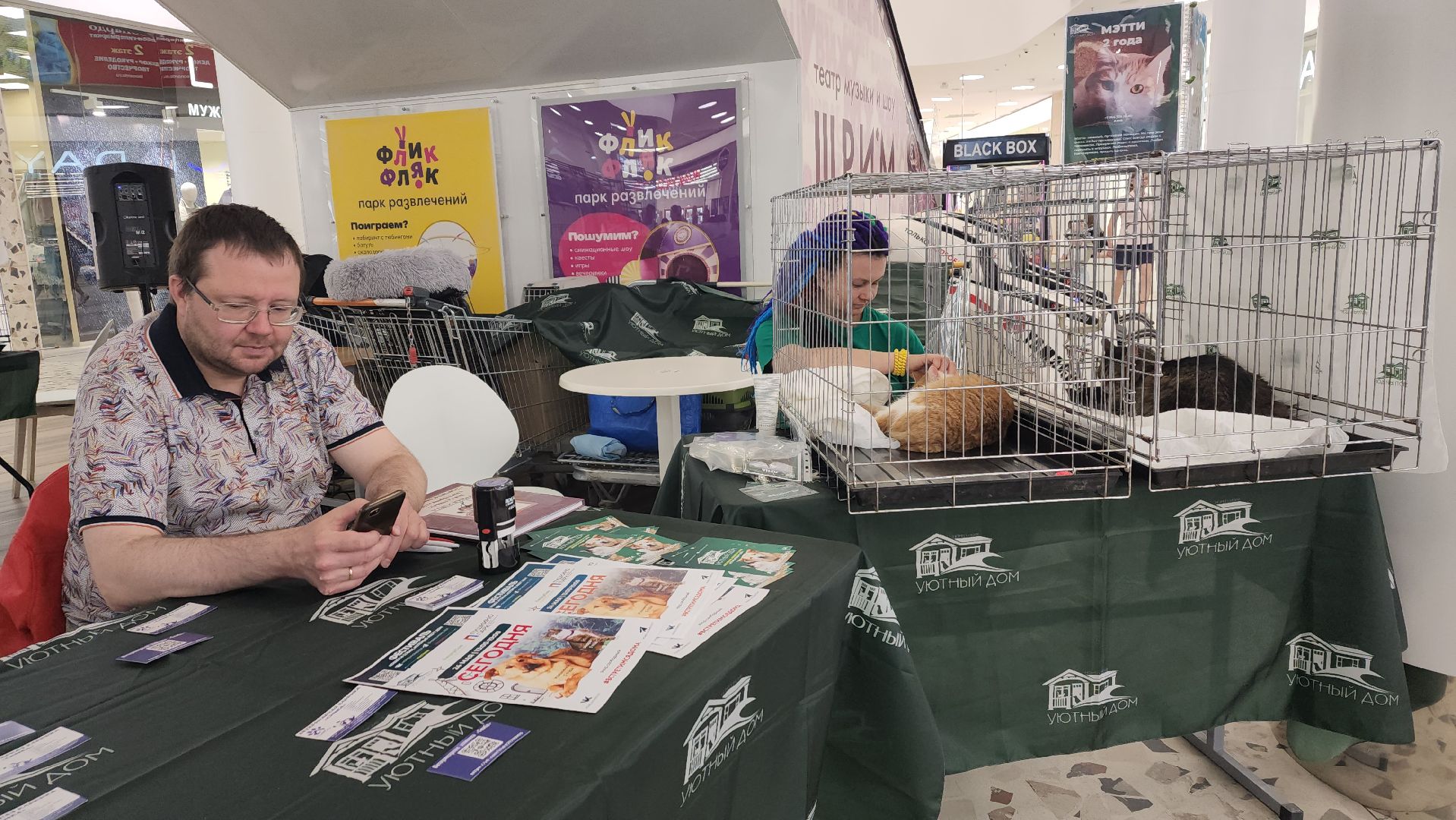 пушкино, пушкино парк,бездомные животные, пристройство,кедры,собаки,кошки,дом доброты,