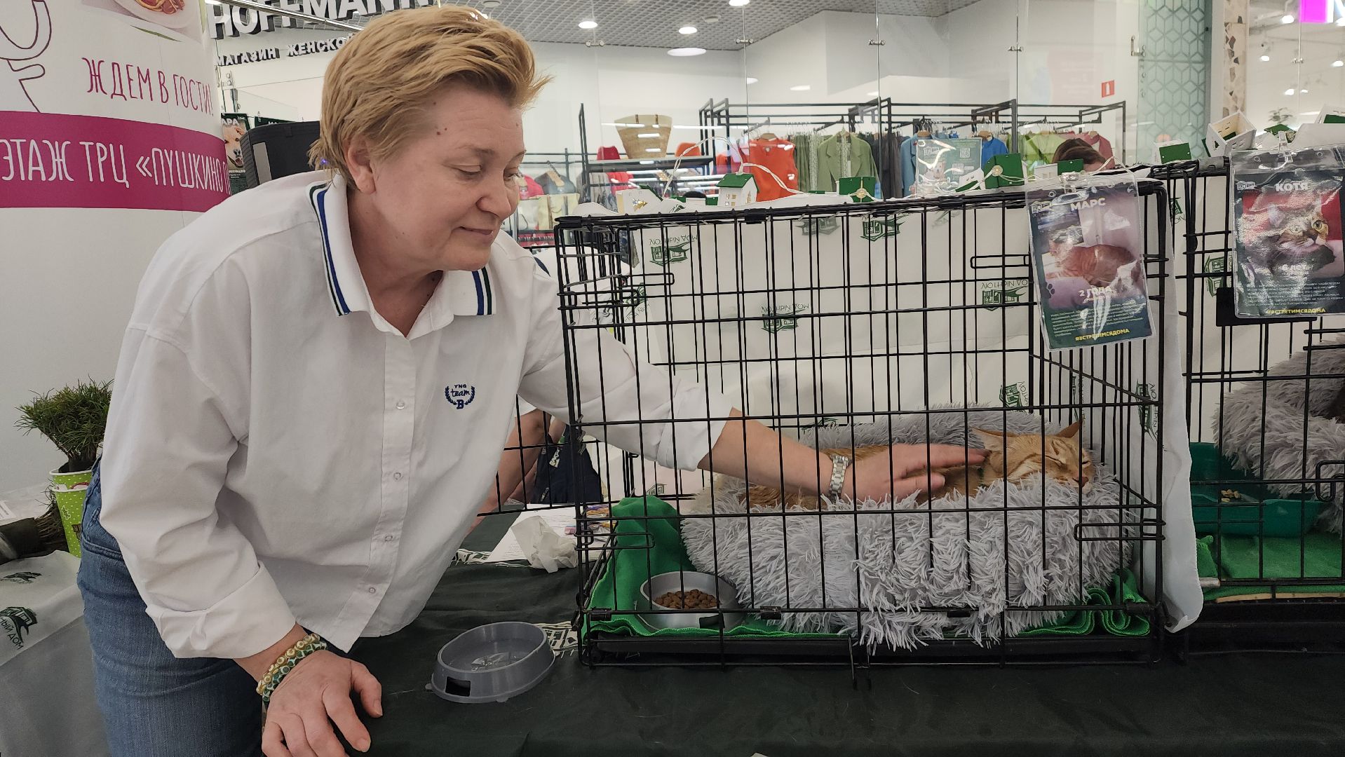 пушкино, пушкино парк,бездомные животные, пристройство,кедры,собаки,кошки,дом доброты,