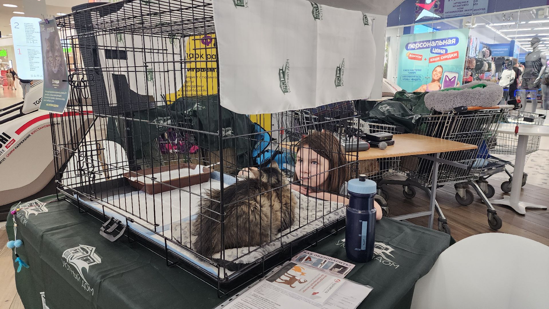 пушкино, пушкино парк,бездомные животные, пристройство,кедры,собаки,кошки,дом доброты,