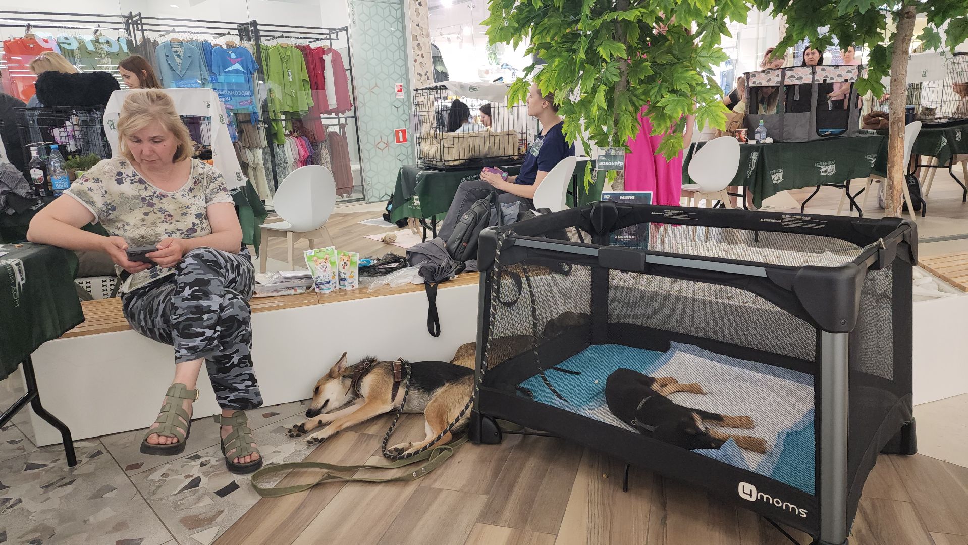 пушкино, пушкино парк,бездомные животные, пристройство,кедры,собаки,кошки,дом доброты,