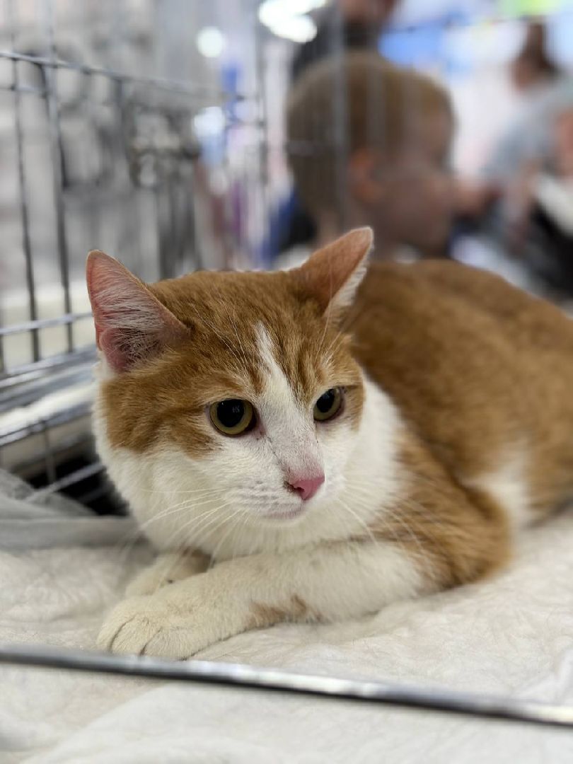 пушкино, пушкино парк,бездомные животные, пристройство,кедры,собаки,кошки,дом доброты,