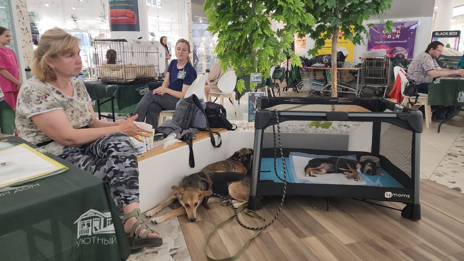 пушкино, пушкино парк,бездомные животные, пристройство,кедры,собаки,кошки,дом доброты,