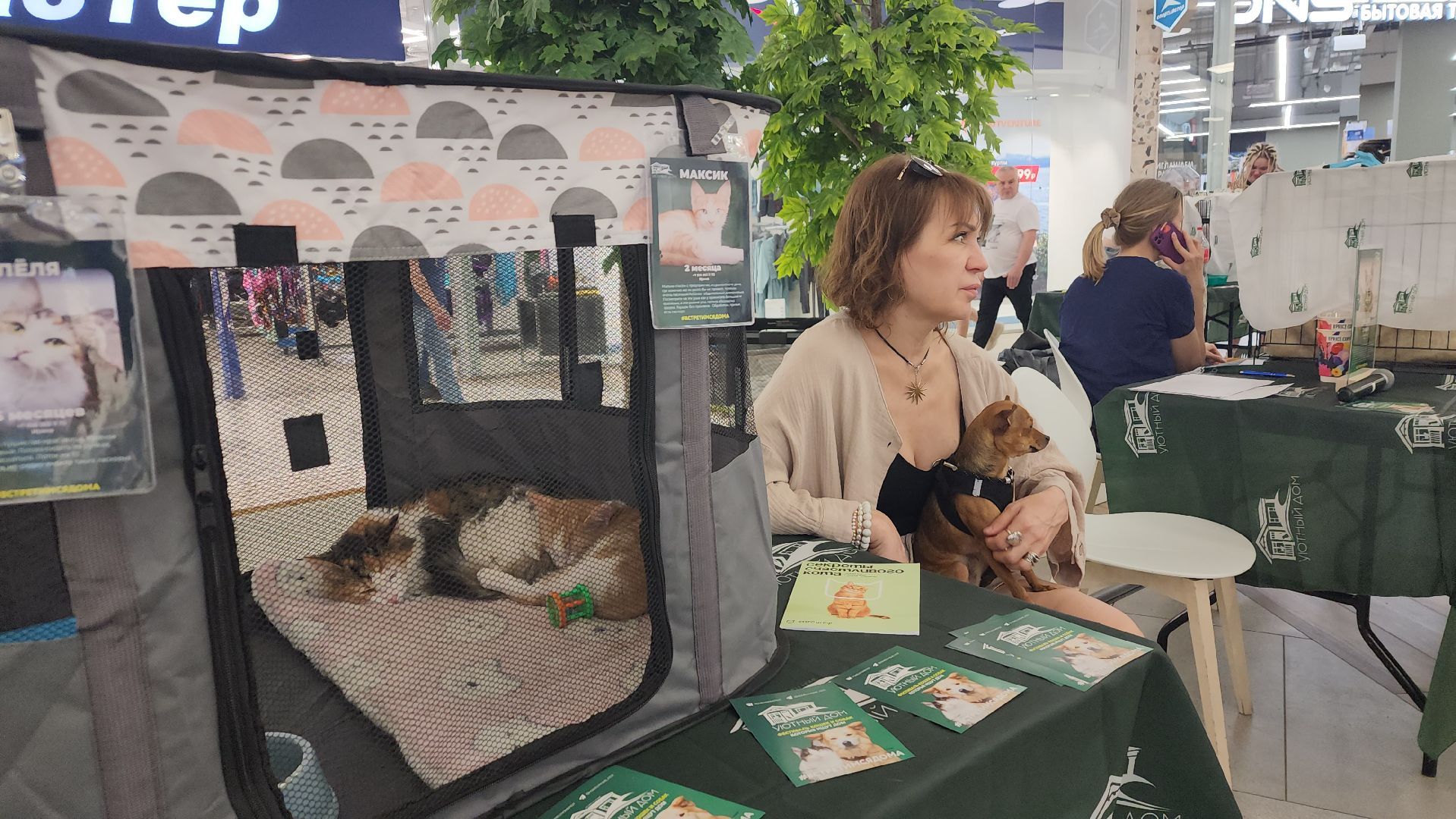 пушкино, пушкино парк,бездомные животные, пристройство,кедры,собаки,кошки,дом доброты,