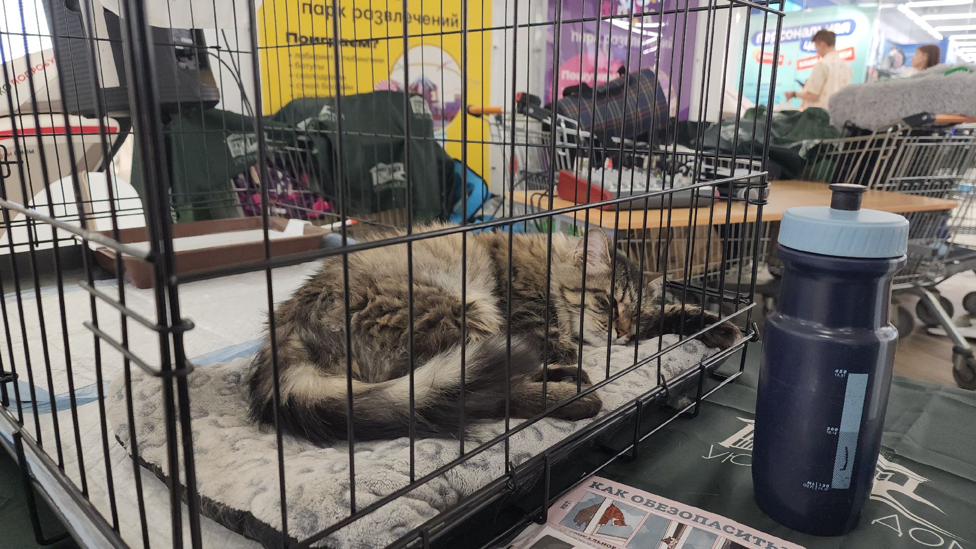 пушкино, пушкино парк,бездомные животные, пристройство,кедры,собаки,кошки,дом доброты,