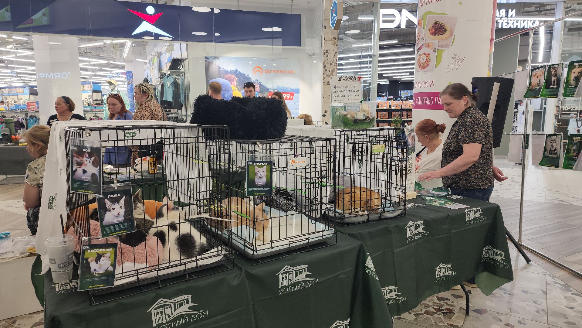 пушкино, пушкино парк,бездомные животные, пристройство,кедры,собаки,кошки,дом доброты,