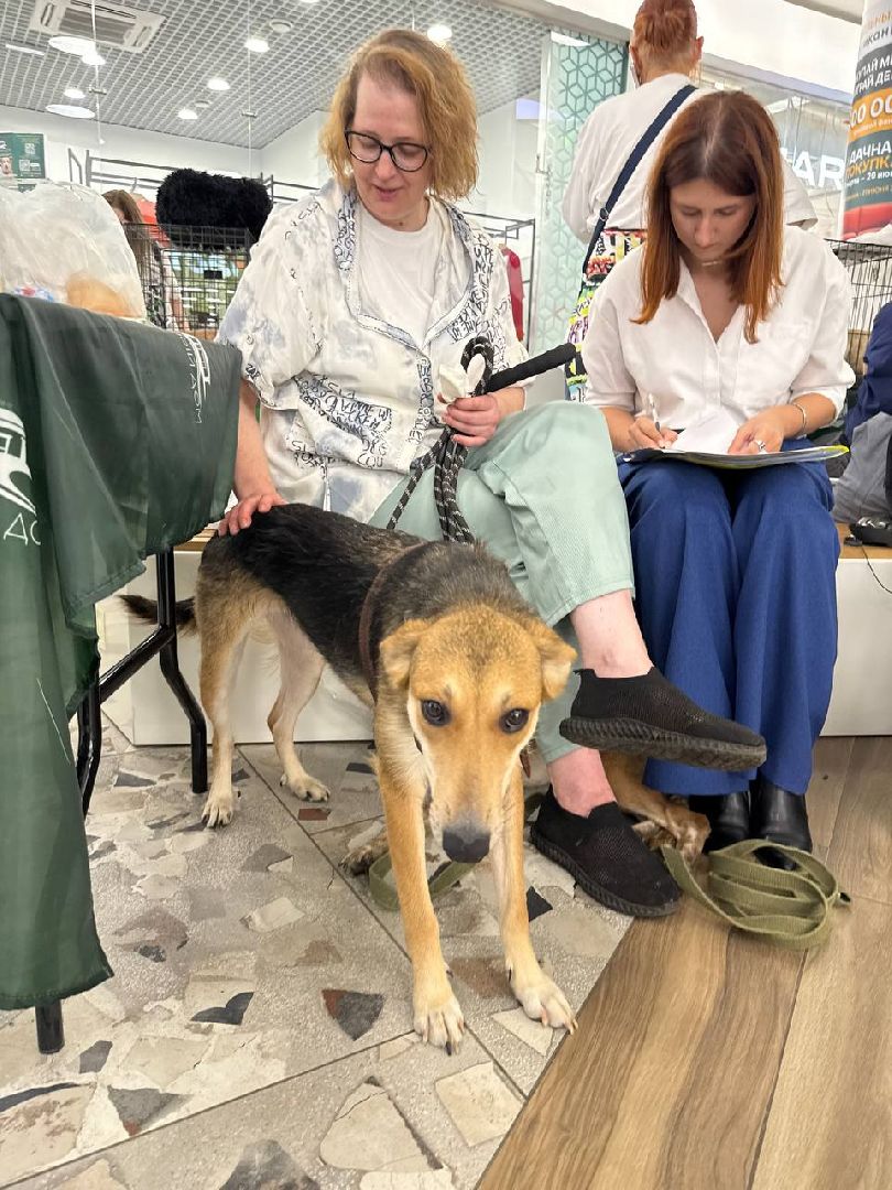 пушкино, пушкино парк,бездомные животные, пристройство,кедры,собаки,кошки,дом доброты,