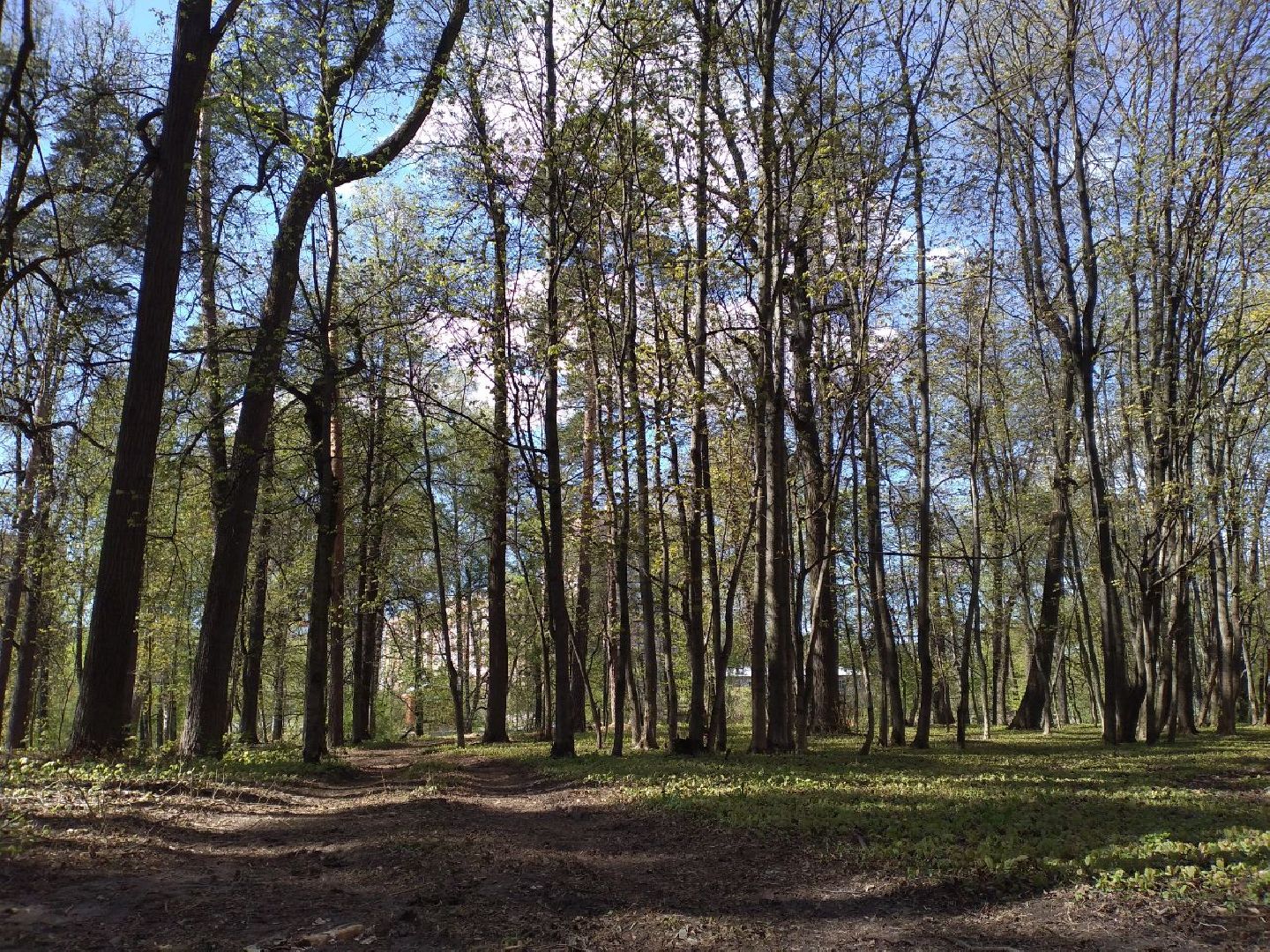 парк, благоустройство, нацпроект, Лосино-Петровский