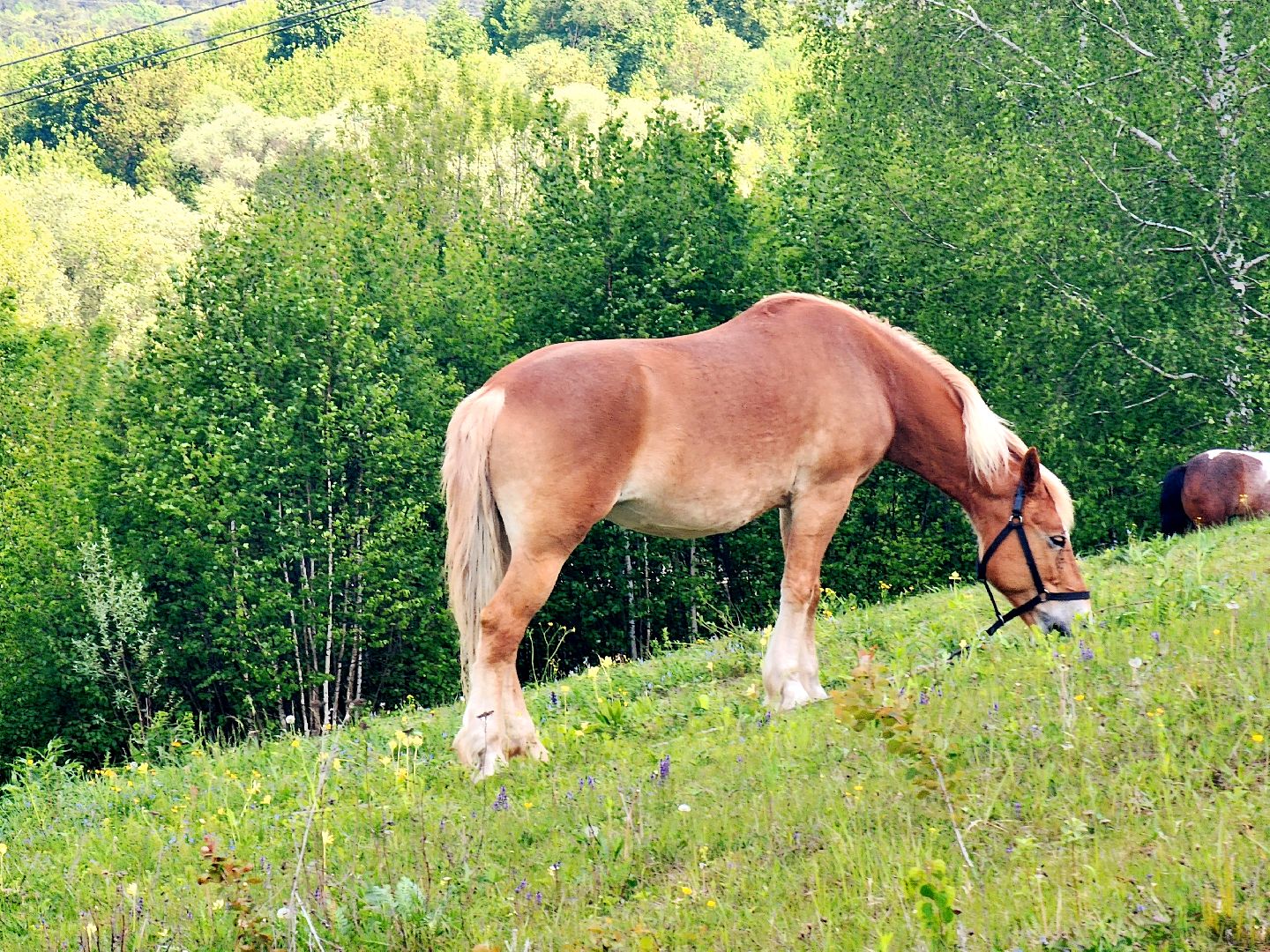 пущино, серпухов, лето в подмосковье, туризм в подмосковье,