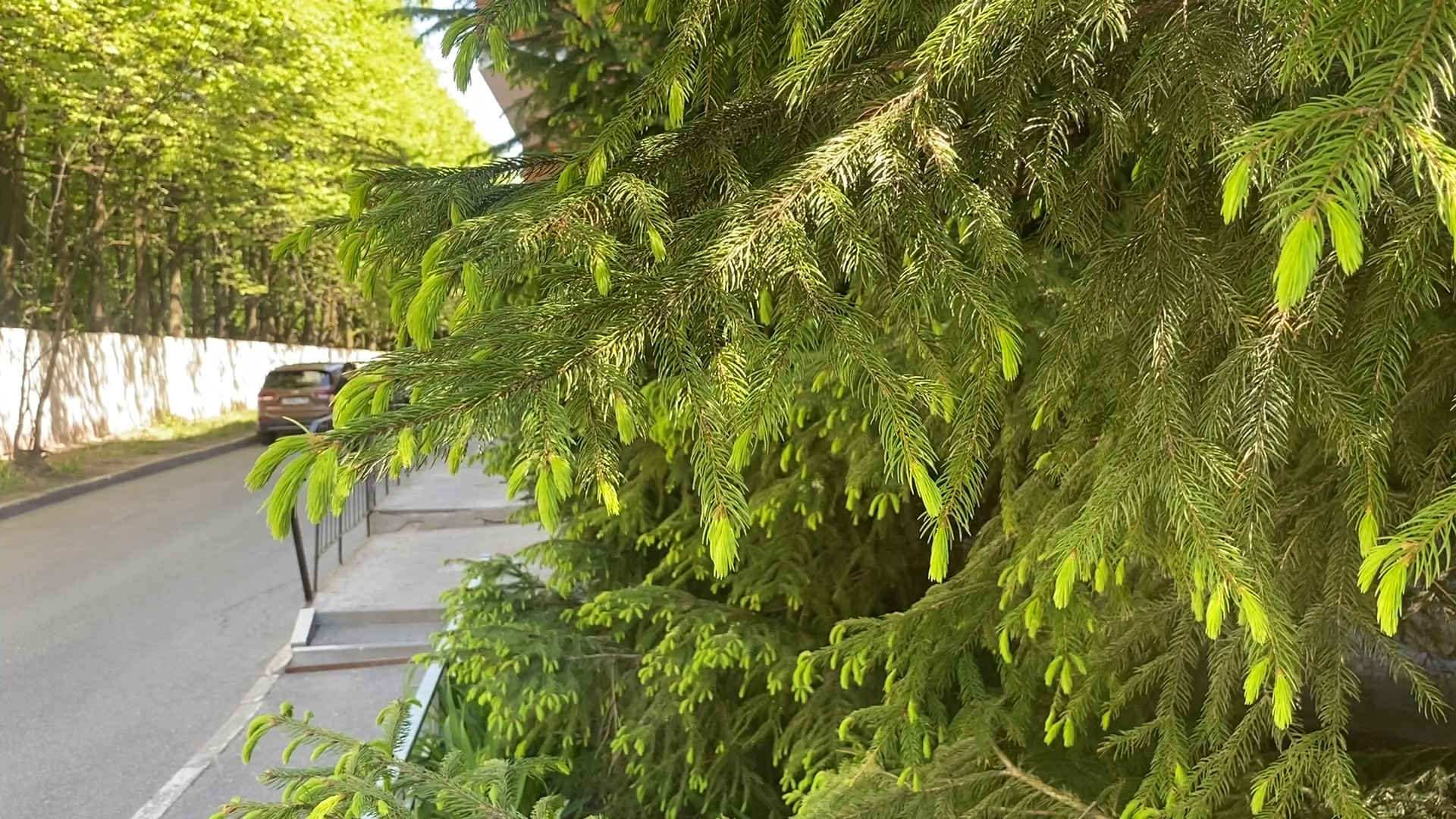 обход территории власиха, микрорайон Березки, власиха улица южная, состояние территории,уборка территории,