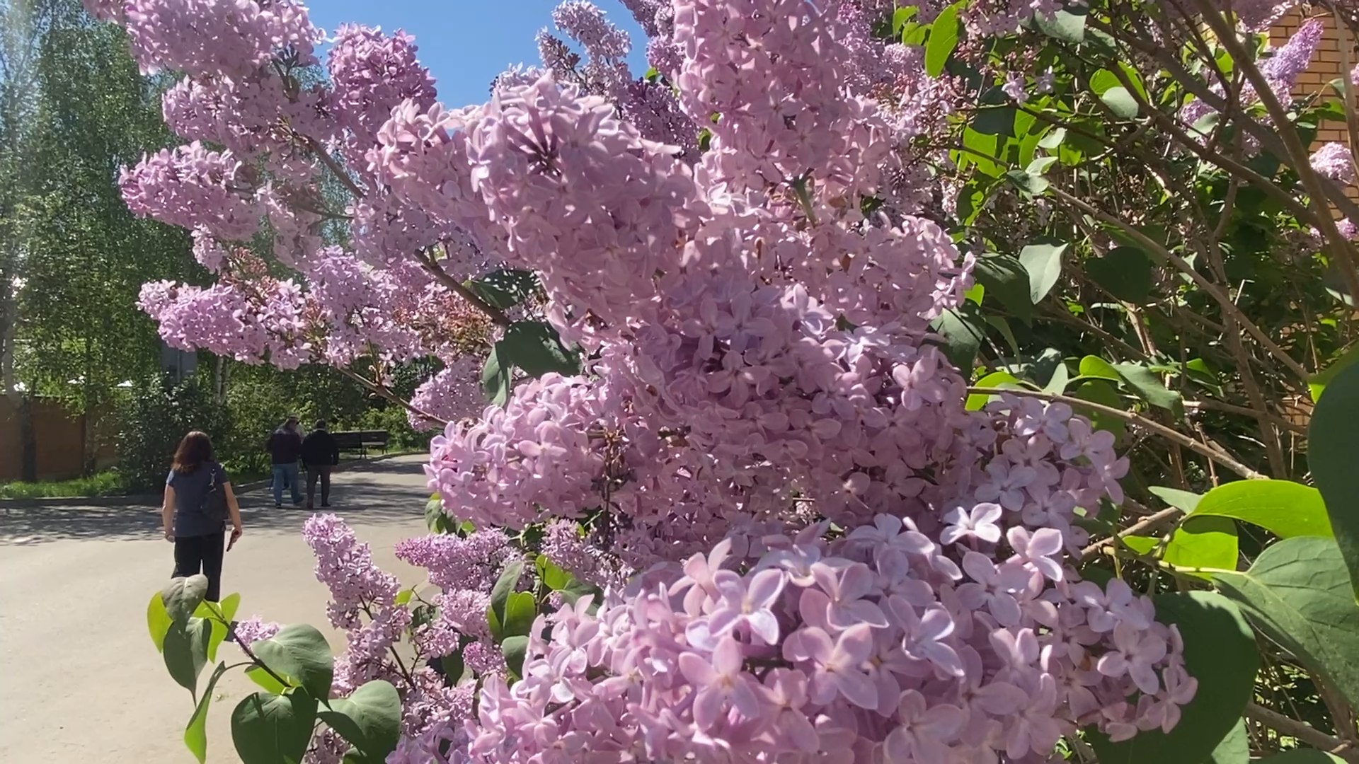 обход территории власиха, микрорайон Березки, власиха улица южная, состояние территории,уборка территории,