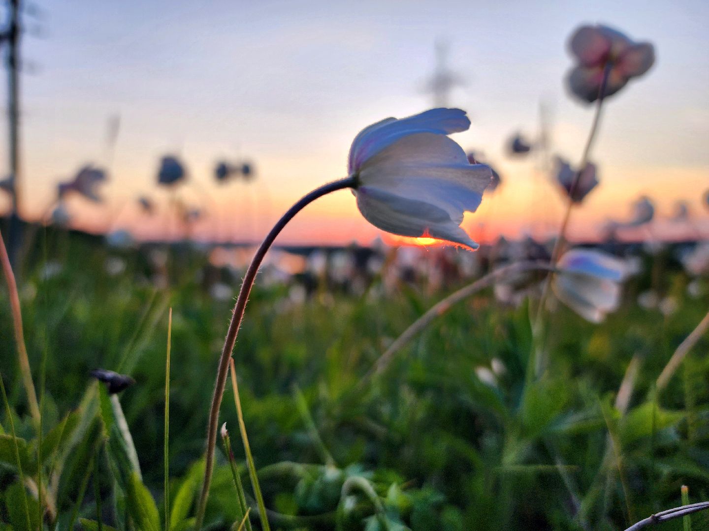 пущино, экология, туризм, лето в подмосковье, серпухов,