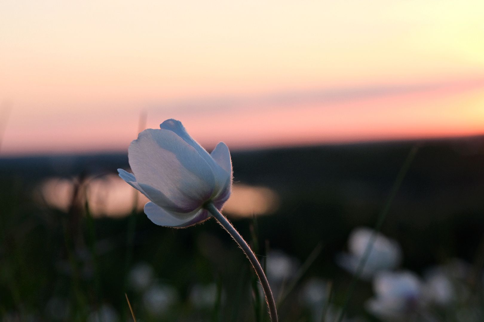пущино, экология, туризм, лето в подмосковье, серпухов,