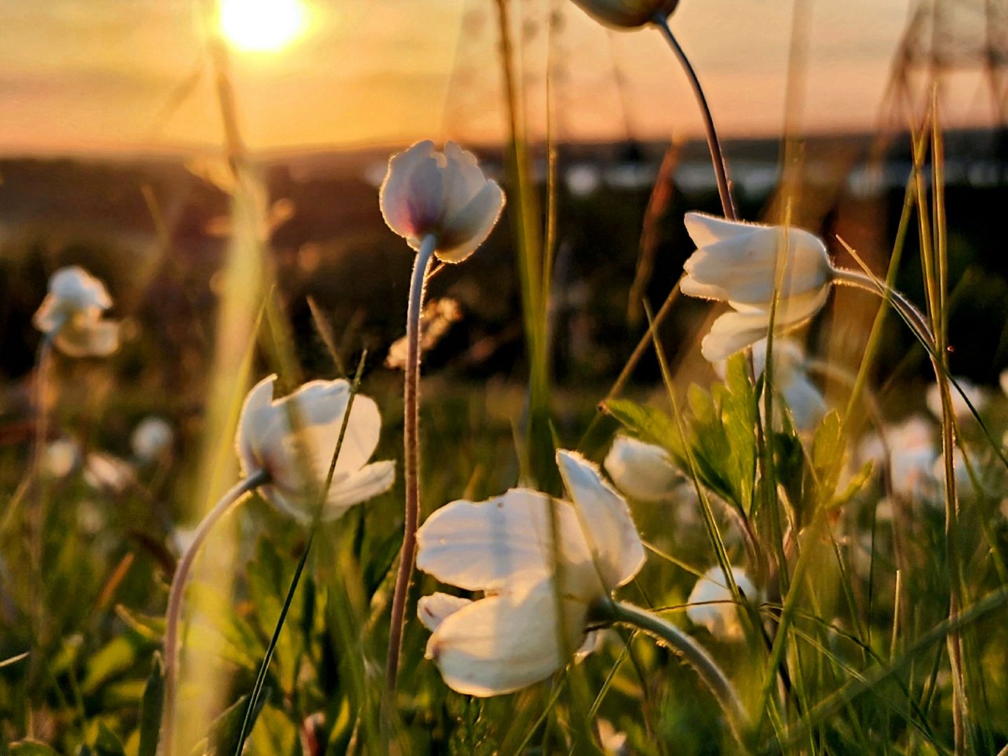 пущино, экология, туризм, лето в подмосковье, серпухов,
