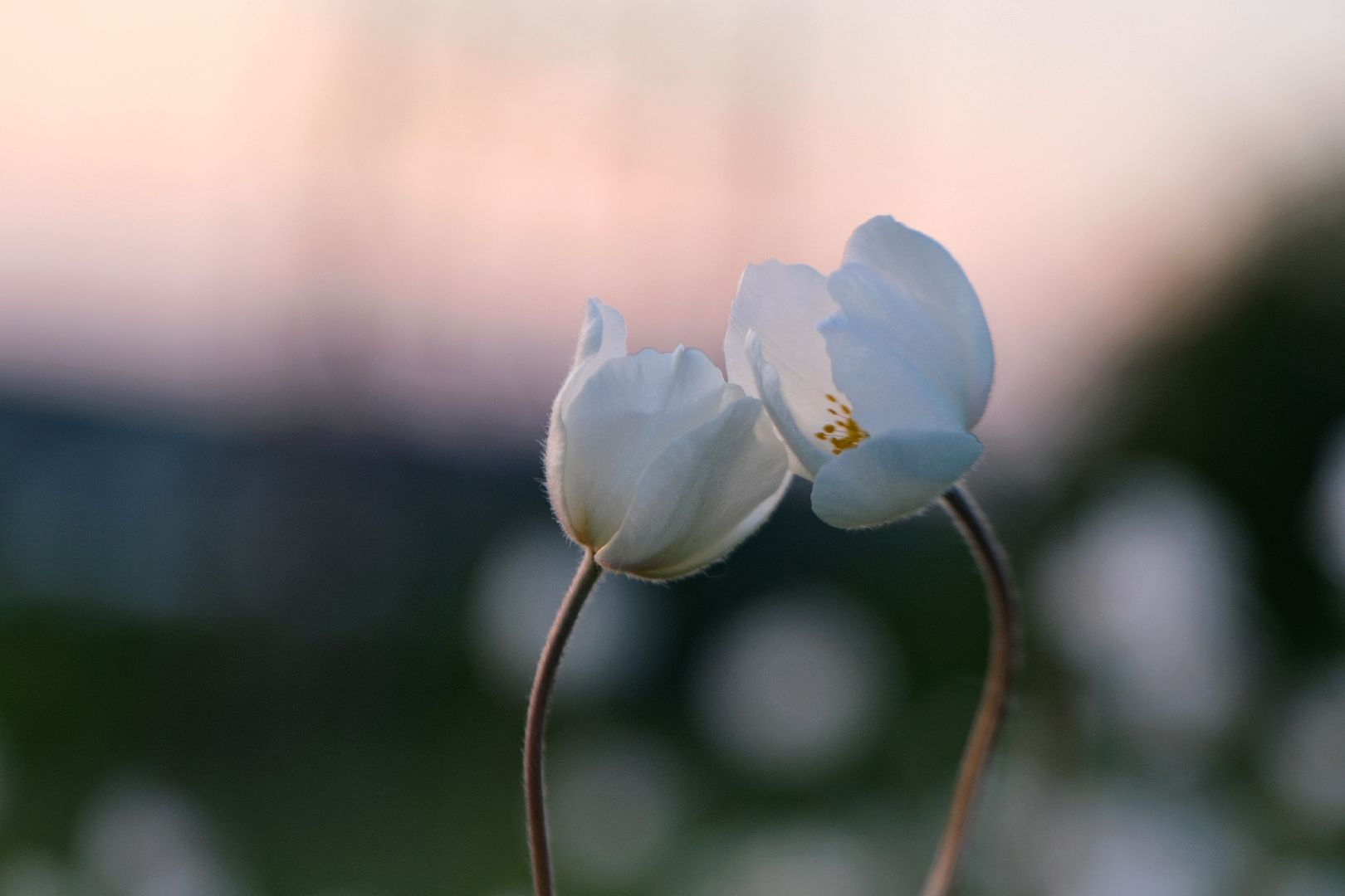 пущино, экология, туризм, лето в подмосковье, серпухов,