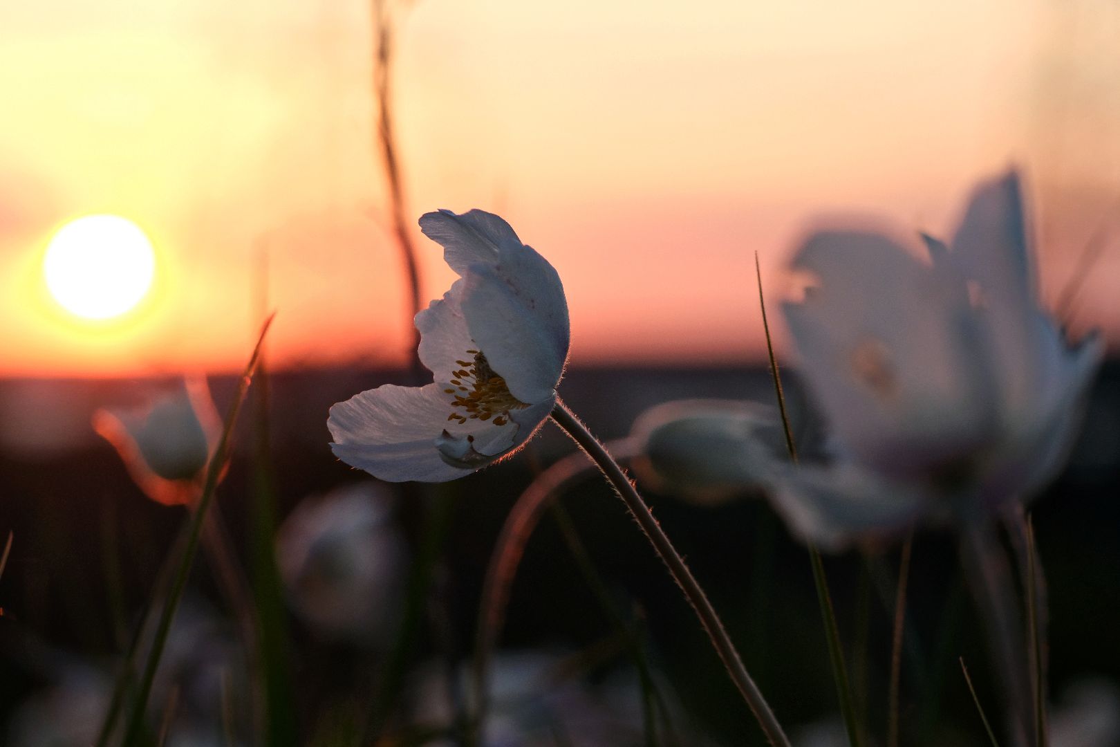 пущино, экология, туризм, лето в подмосковье, серпухов,