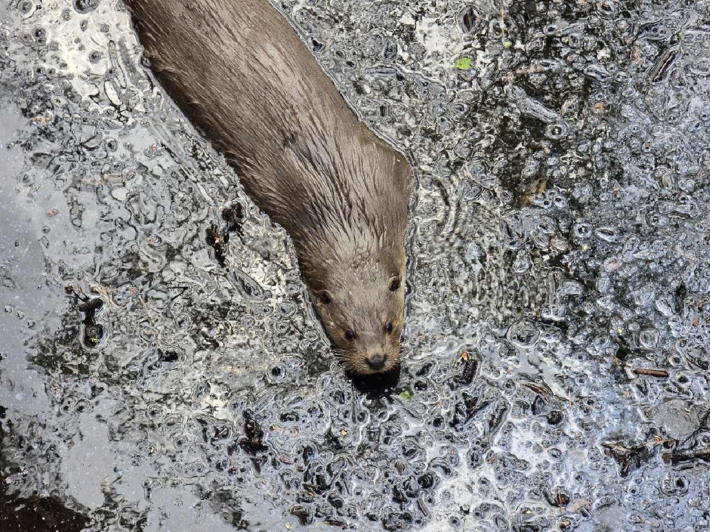 можайск, можайский муниципальный округ, подмосковье, сафари-парк, парк выдр, туризм,