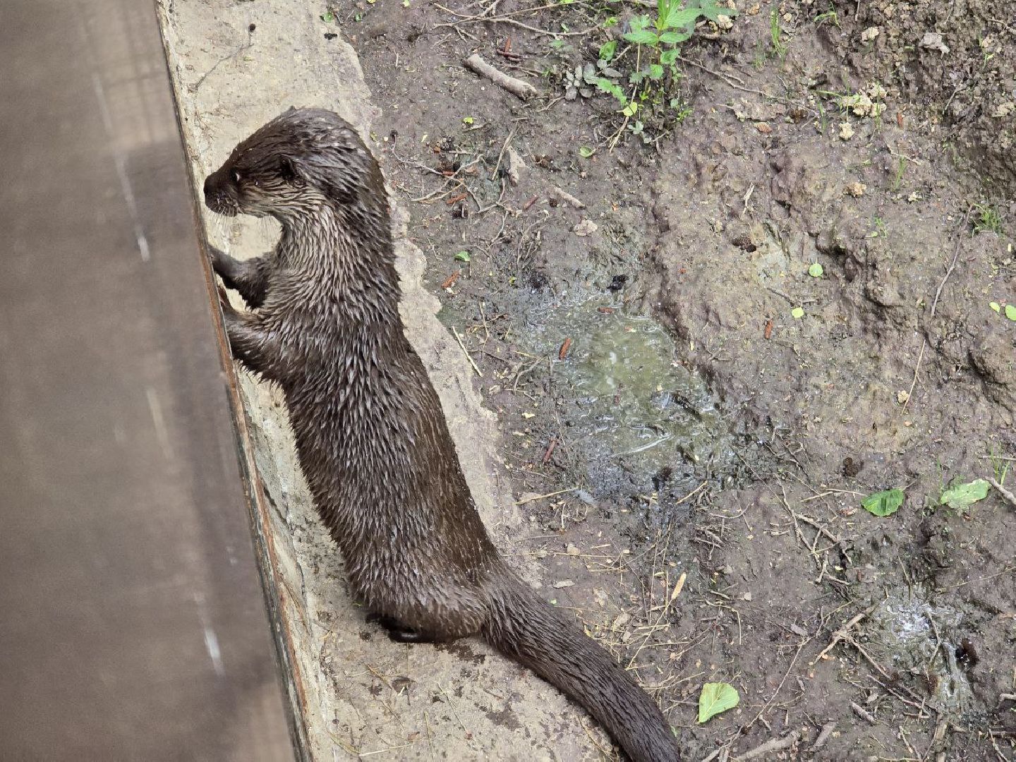 можайск, можайский муниципальный округ, подмосковье, сафари-парк, парк выдр, туризм,