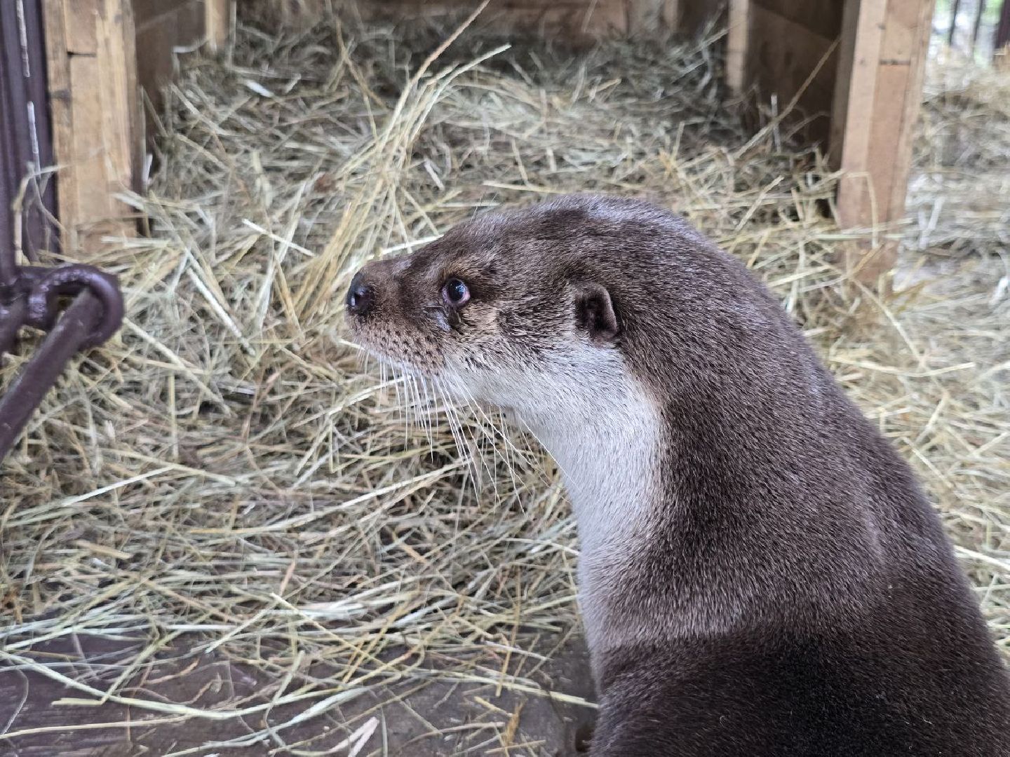 можайск, можайский муниципальный округ, подмосковье, сафари-парк, парк выдр, туризм,