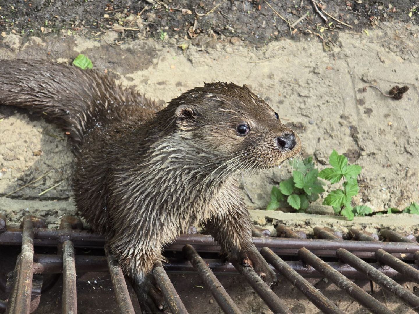 можайск, можайский муниципальный округ, подмосковье, сафари-парк, парк выдр, туризм,
