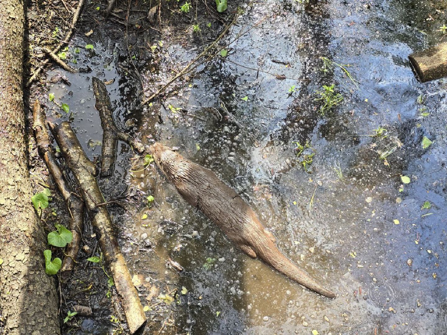 можайск, можайский муниципальный округ, подмосковье, сафари-парк, парк выдр, туризм,