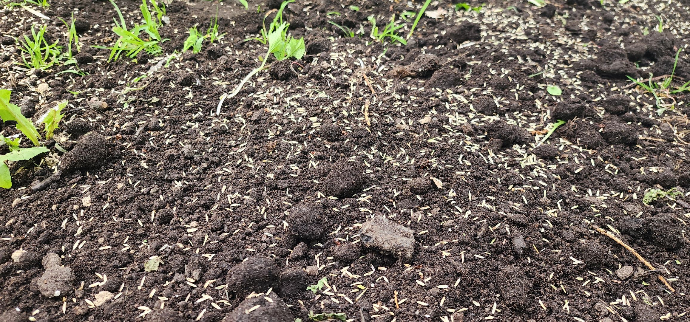 химки, благоустройство , парки,