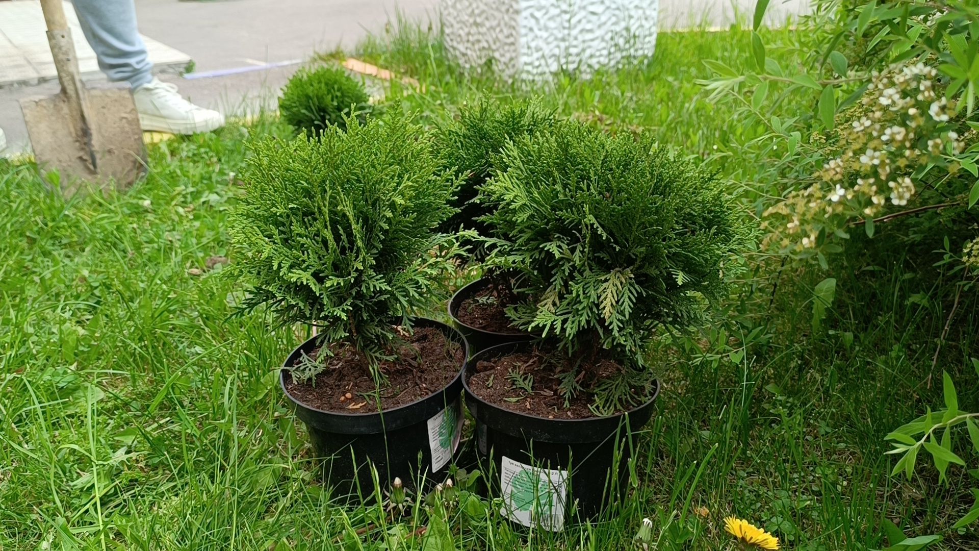 посадка деревьев, лобня, дети,