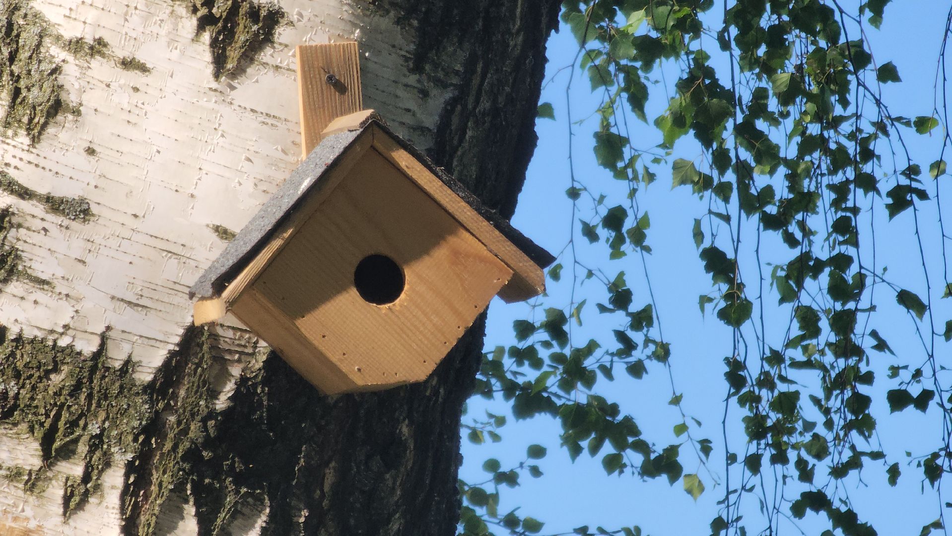 павловский посад, благоустройство , парк,