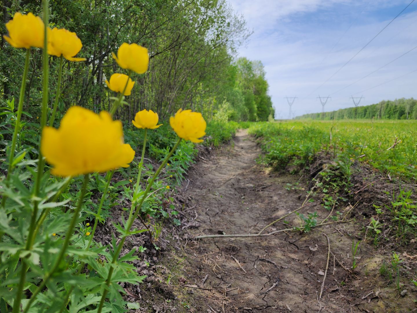 Подольск, Лес, Лесничество,