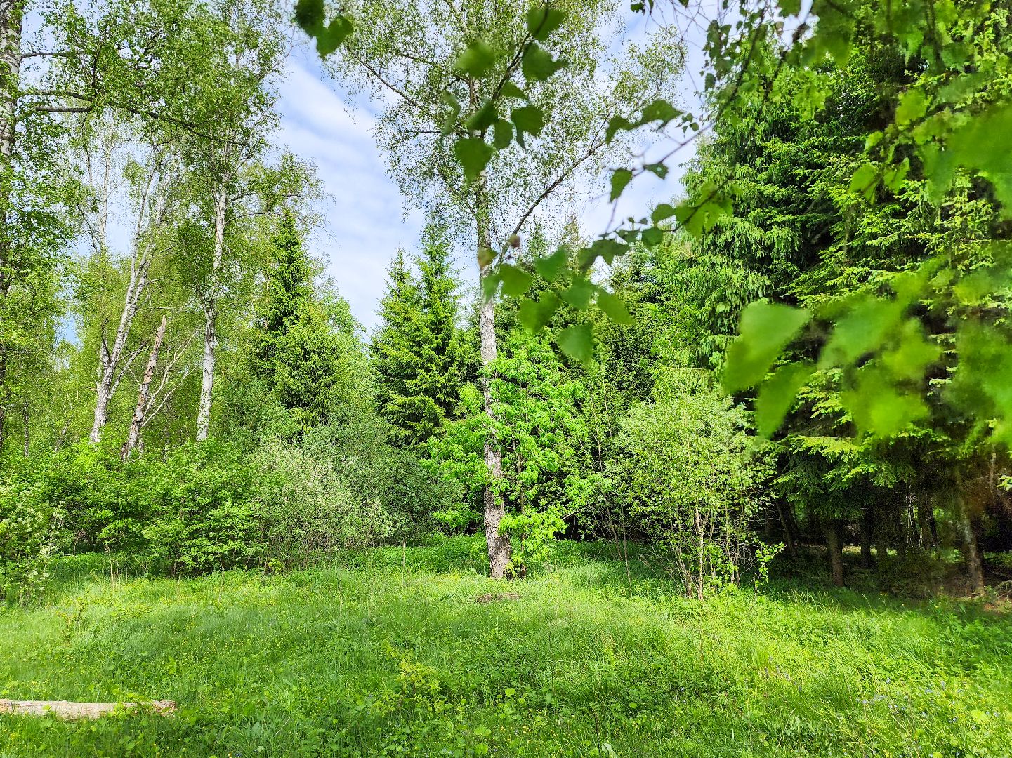 Подольск, Лес, Лесничество,