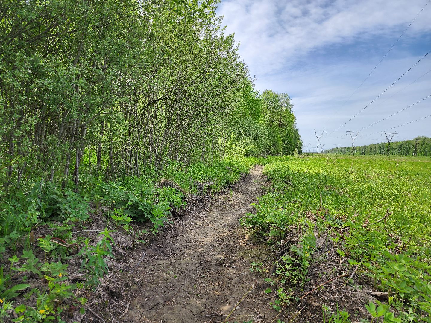 Подольск, Лес, Лесничество,