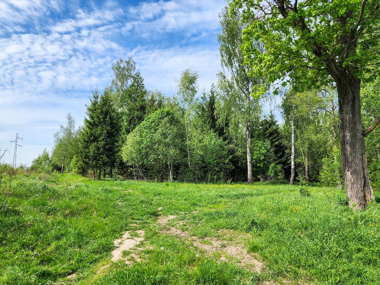 Подольск, Лес, Лесничество,