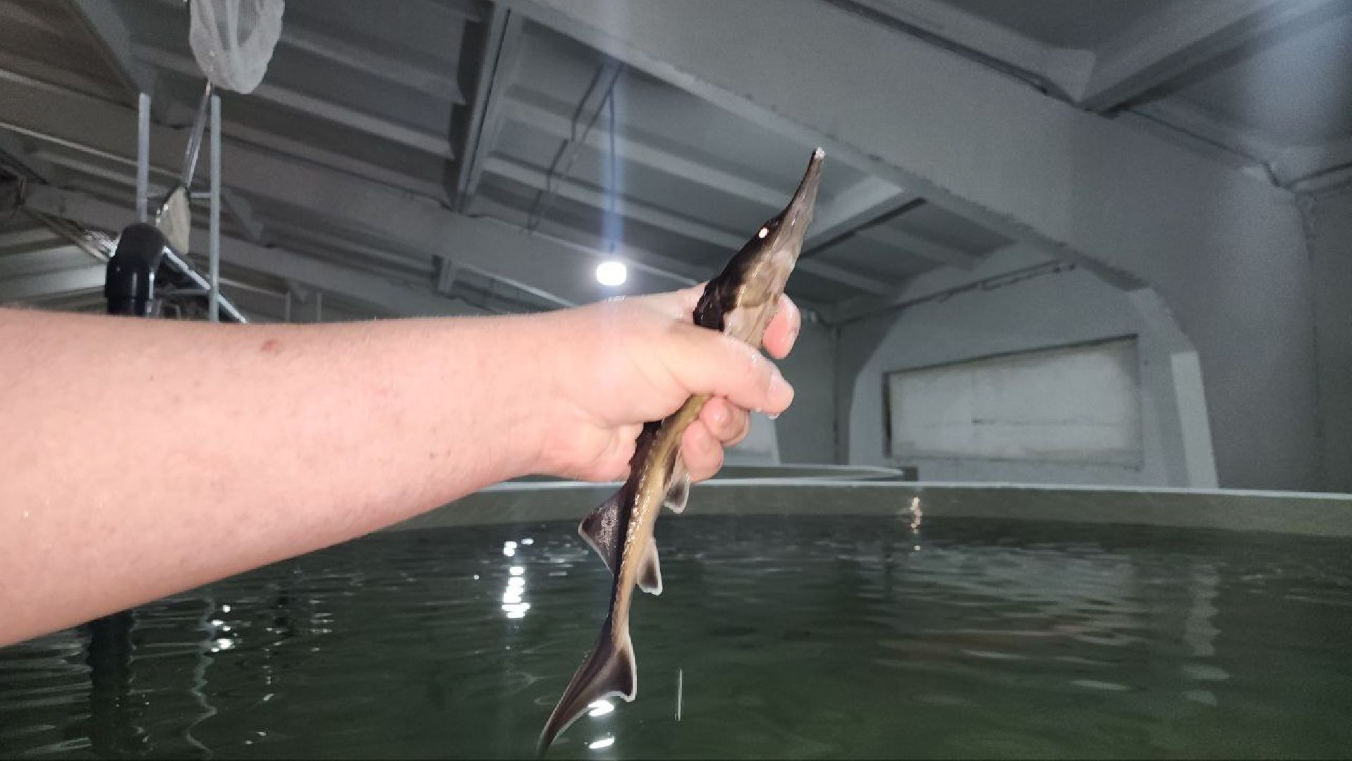 Луховицы #Подмосковье #Аквакультура #Осетр , СельскоеХозяйствоПодмосковья #НовыеРабочиеМеста #АгроТуризм,