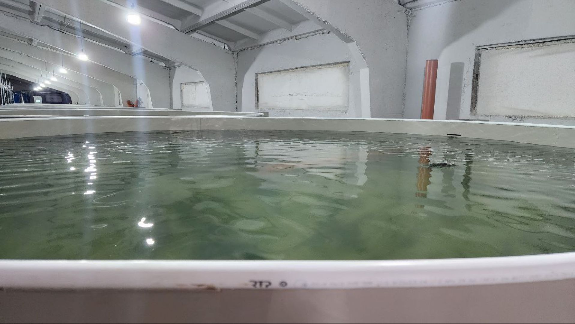 Луховицы #Подмосковье #Аквакультура #Осетр , СельскоеХозяйствоПодмосковья #НовыеРабочиеМеста #АгроТуризм,