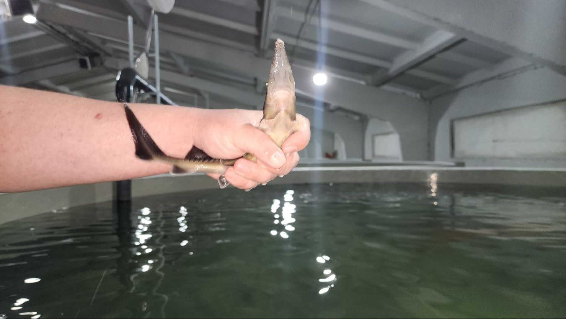 Луховицы #Подмосковье #Аквакультура #Осетр , СельскоеХозяйствоПодмосковья #НовыеРабочиеМеста #АгроТуризм,