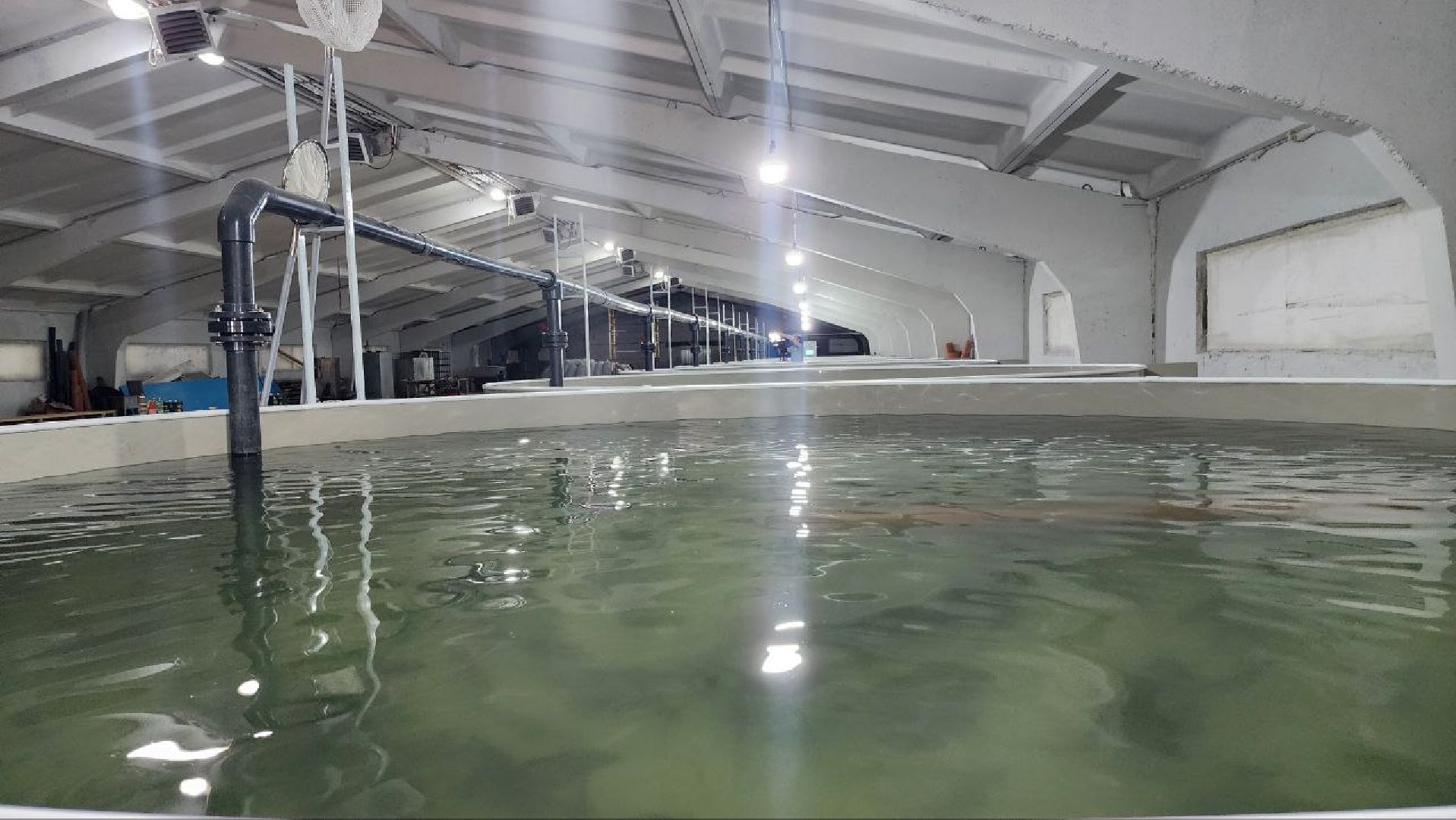 Луховицы #Подмосковье #Аквакультура #Осетр , СельскоеХозяйствоПодмосковья #НовыеРабочиеМеста #АгроТуризм,