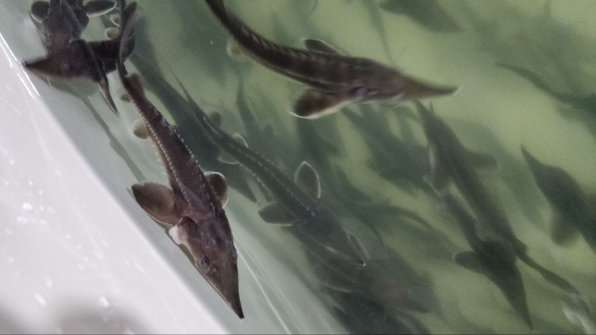 Луховицы #Подмосковье #Аквакультура #Осетр , СельскоеХозяйствоПодмосковья #НовыеРабочиеМеста #АгроТуризм,